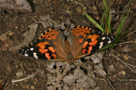 Vanessa Cardui The Painted Lady