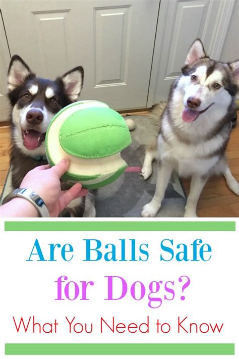 Are Balls Safe For Dogs What You Need To Know Budget Earth