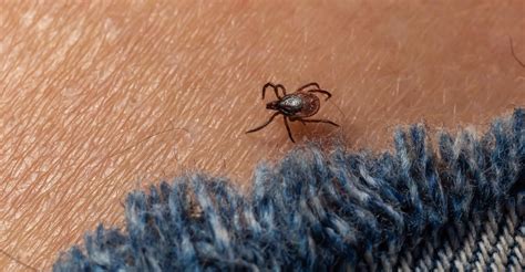 Warning As Deadly Tick Borne Virus Detected In Several Areas In England