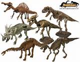 Photos of Dinosaur Fossil Puzzle