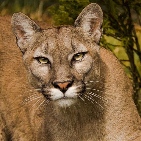 Shop our collection of clothes, accessories, design & more Injuries incurred when pumas attack prey can ultimately ...