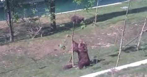 mama bear saves cub videos metatube