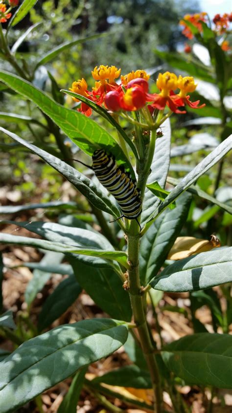 Monarch Butterfly Caterpillar On Tropical Milkweed Mary Alice Lantz
