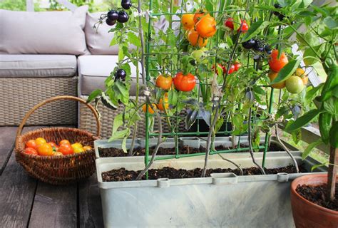 Réaliser Les Tuteurs Pour Tomates Conseils Et Astuces