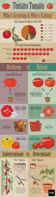 Tomato Tomäto Which Tomato Is Best For Your Garden Tips