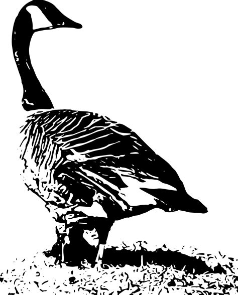 Goose Clipart Black And White Goose Black And White Transparent Free