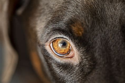 Dog Eye Infection Causes And Treatments Cooper Pet Care