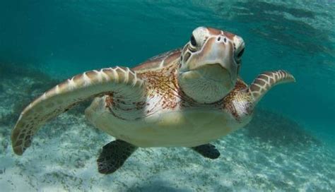 5 Ways Your Vacation Is Killing Sea Turtles The Dodo