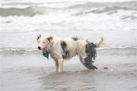 White Collie Dog Shaking Off Water On The Shore Stock Image Image Of