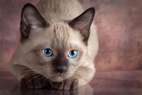 100 Hình Nền Animal Mèo Xiêm Siamese Cat 4k Ultra Full Hd