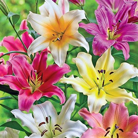 Buy Lily Tree Mixture Online Lilies Brecks Bulbs Canada