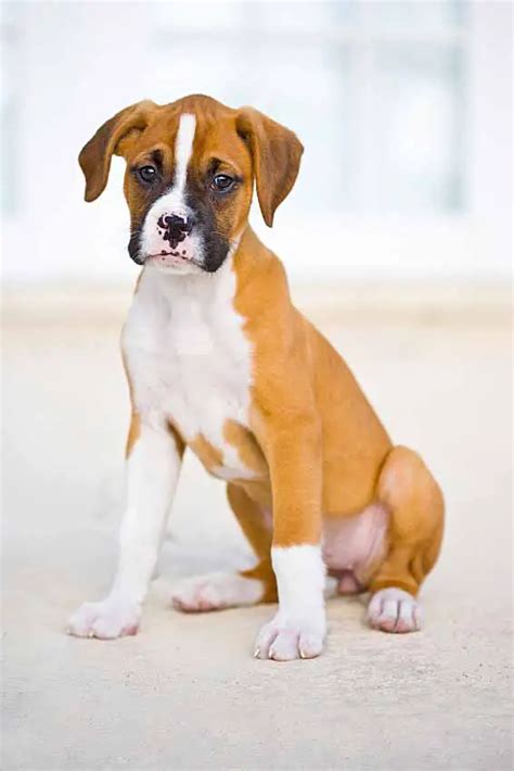 Boxer Dog Names Popular Male And Female Boxer Names