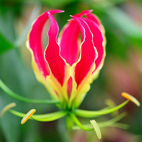 Flame Lilly Stock Photos Pictures And Royalty Free Images Istock