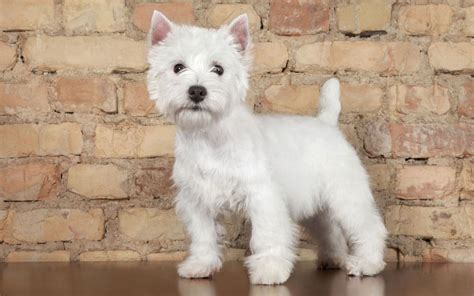 West Highland White Terriers All You Need To Know About Westie Dogs