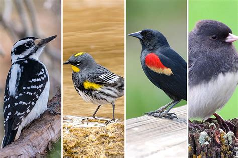 Did You Know That Nj Is Home To 50 Species Of Birds