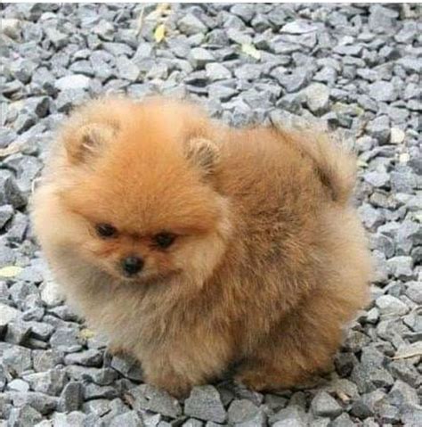 Pomeranian Puppy Cute Baby Animals Baby Animals Puppies