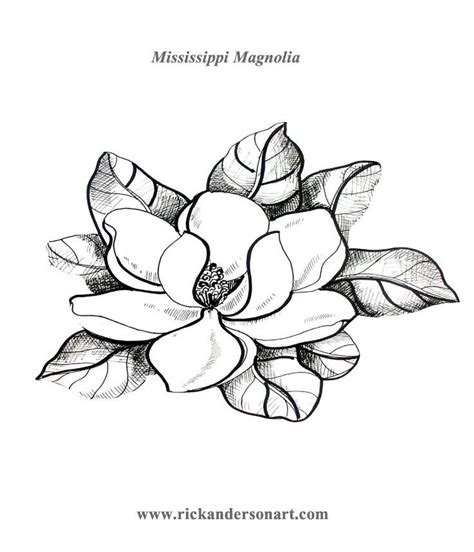 Pin By Bronwyn Bearham On Art Pinterest Flower Drawing Magnolia