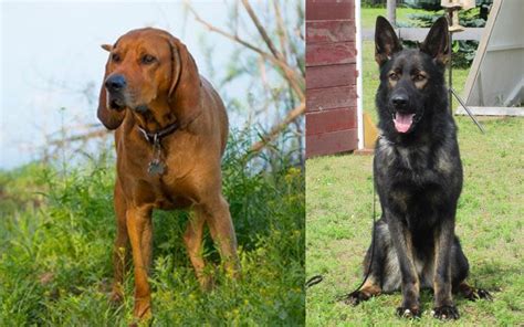 German Shepherd Coonhound Mix Everything You Need To Know Allgshepherds