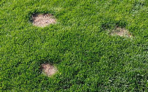 How To Fix Bare Spots In A Lawn Bob Vila