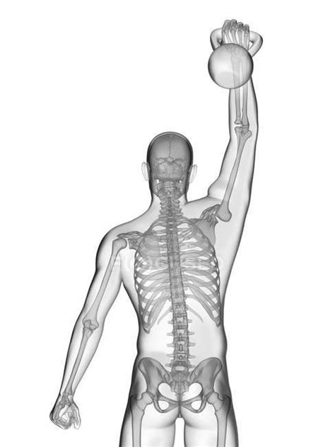 Human Silhouette Lifting Kettle Bell With Visible Skeletal System