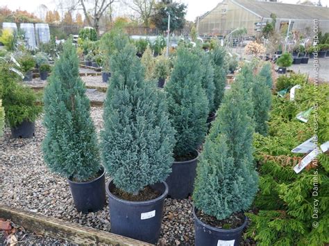 How To Select Dwarf Conifers For A Small Garden Dwarf Conifers