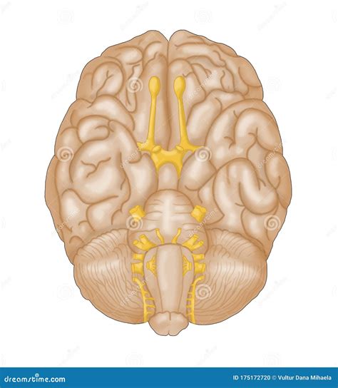 Basic Human Brain Diagram Unlabeled