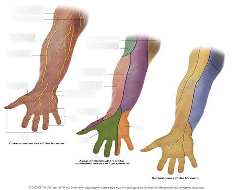 Dermatomes Cutaneous Nerve Distribution Of Anterior Forearm Diagram