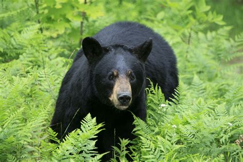 Black Bear Guide How To Identify Where To Find Them And What To Do If