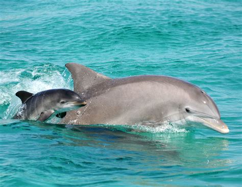 College Of Sciences Newsbottlenose Dolphins Help A Ucf Led Research