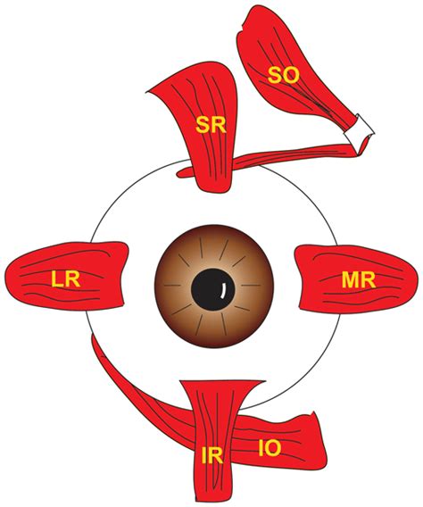 Illustration Of Human Eye Showing 6 Eoms Inserting On The Globe In What