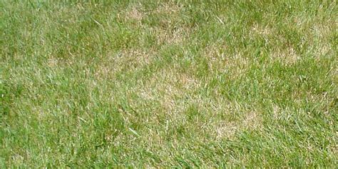 Potential Causes Of A Brown Lawn Pink And Green