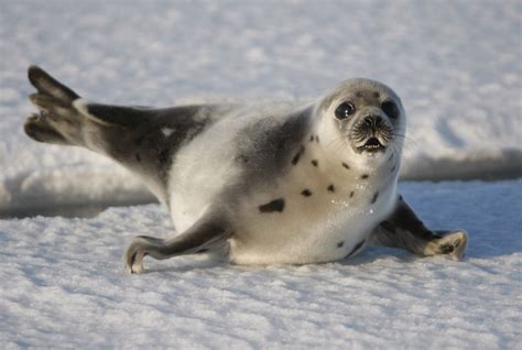 Harp Seals Characteristics Habitats Reproduction And More Harp