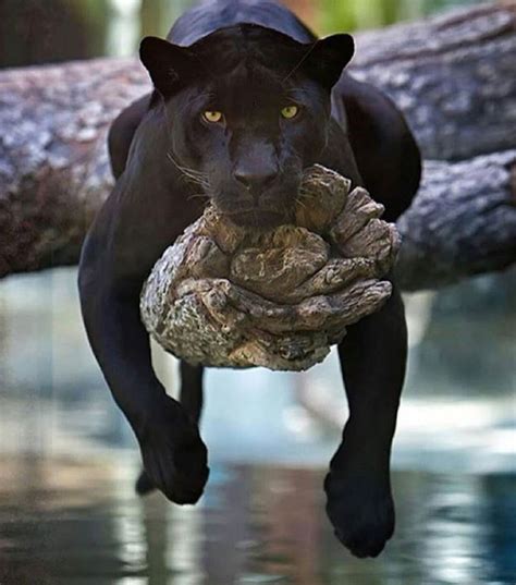 Black Panther Animals Wild Animals Beautiful Funny Animals