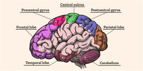 Interesting Facts About The Human Brain With Introduction And Functions