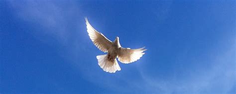 Funerals And Memorials White Dove Release East Londondove Release