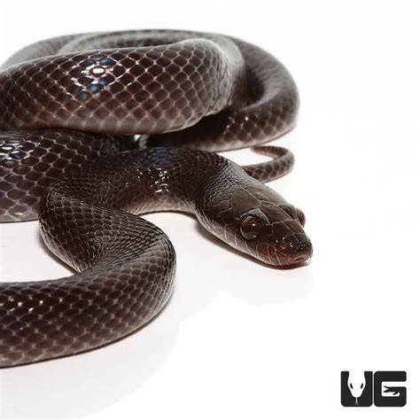 African Black House Snakes Lamprophis Fuliginosus For Sale