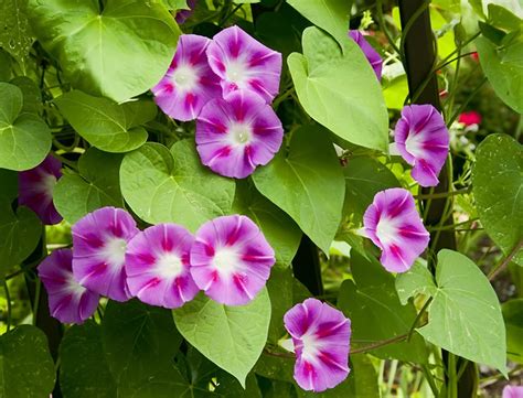 Morning Glory Guide How To Grow And Care For “ipomoea”