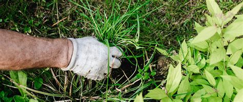 Pulling Weeds In Your Landscape Beds By Hand Can Make The Problem Worse