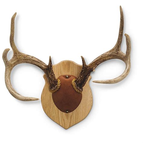 A drill, wire brushes, borax. Walnut Hollow Antler Mount - 216385, Taxidermy at Sportsman's Guide