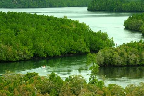 Kawasan Konservasi Mangrove Donggala