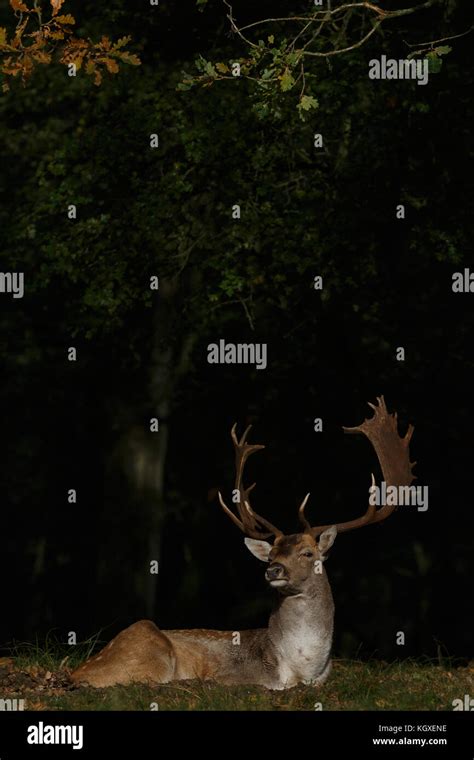 Fallow Deer During Mating Season Stock Photo Alamy