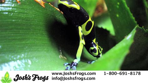 3 Great Dart Frogs for Beginners - YouTube