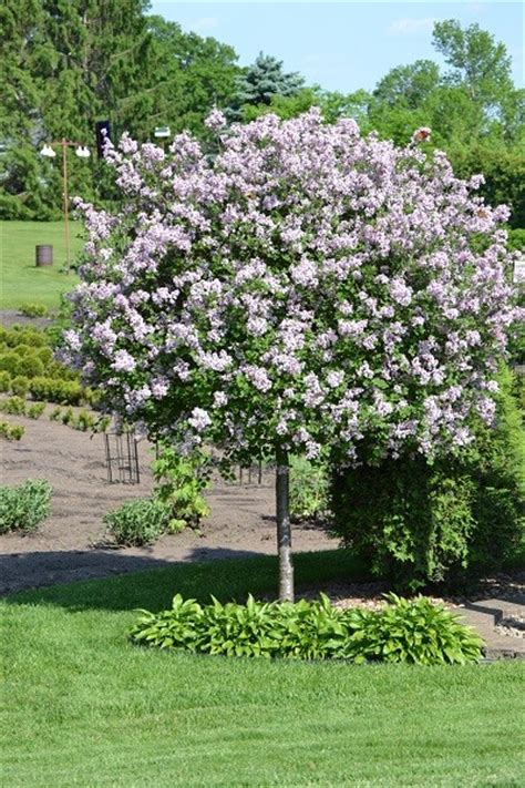 Rowan or mountain ash trees are always popular trees for small gardens. Decorative small trees for landscaping