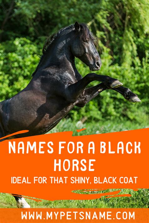 Names For A Black Horse Horses Black Horse Horse Names