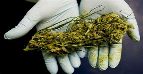 Under the ada, an impairment needs to be a physiological or mental disorder. U.S. Government Finally Admits Marijuana Really Does Kill ...