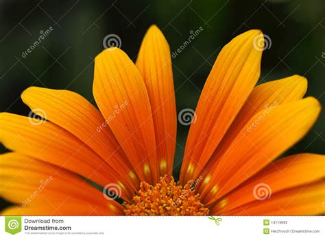 Orange Flower Petals Stock Image Image Of Orange Blossom 14119693