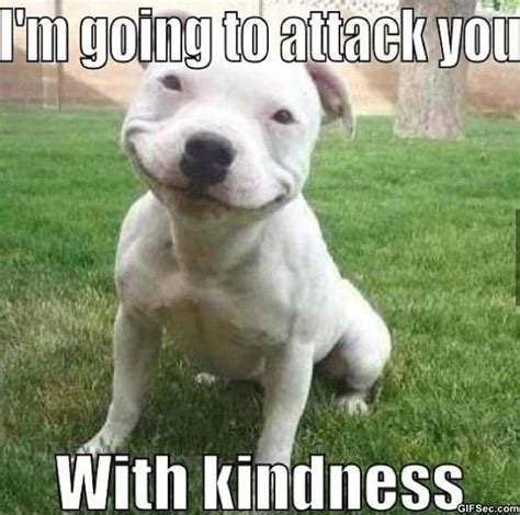 Kind Dog Funny Pictures Meme And 