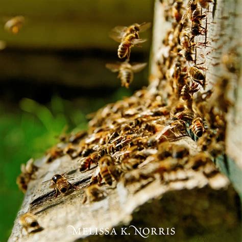 How To Start Beekeeping Natural Beginner Beekeeping Melissa K Norris
