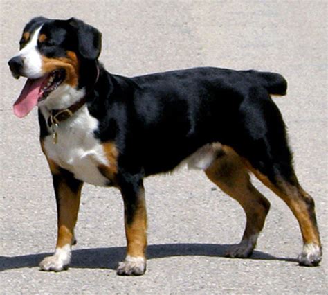 Entlebucher Mountain Dog Breed Guide Learn About The