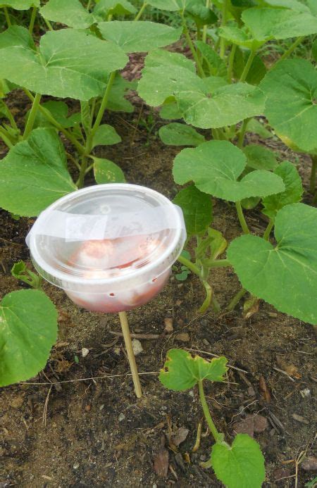 The national pesticide information center reports that mothballs are registered for pesticide use against moths only. Squirrel Repellents - DIY project - The Gardening Cook ...